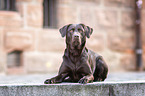 lying Labrador Retriever