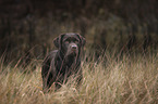 standing Labrador Retriever
