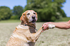 woman with Labrador Retriever