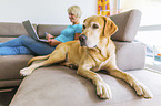 woman with Labrador Retriever