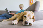 woman with Labrador Retriever