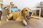 woman with Labrador Retriever