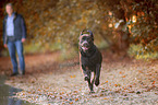 brown Labrador Retriever