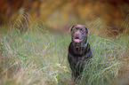 brown Labrador Retriever