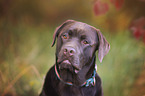 brown Labrador Retriever