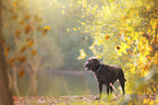 brown Labrador Retriever