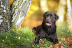 brown Labrador Retriever