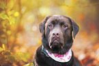 brown Labrador Retriever
