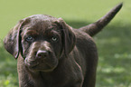 Labrador Retriever Puppy portrait