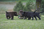 playing Labrador Retriever Puppies