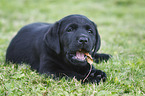 lying Labrador Retriever Puppy