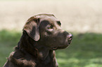 Labrador Retriever portrait