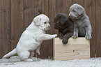 Labrador Retriever Puppies