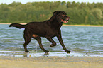 running Labrador Retriever