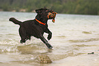 running Labrador Retriever