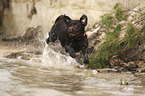 running Labrador Retriever