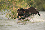running Labrador Retriever