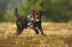 playing Labrador Retriever