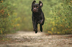 running Labrador Retriever