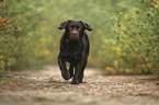 walking Labrador Retriever