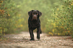 walking Labrador Retriever