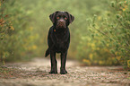standing Labrador Retriever