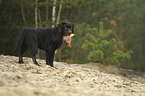 standing Labrador Retriever