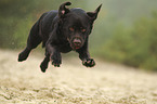 running Labrador Retriever
