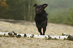 running Labrador Retriever