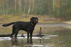 standing Labrador Retriever