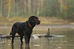standing Labrador Retriever