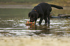 playing Labrador Retriever