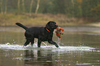 running Labrador Retriever
