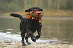 running Labrador Retriever