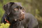 Labrador Retriever  portrait