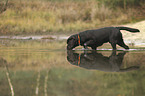 walking Labrador Retriever