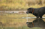 Labrador Retriever