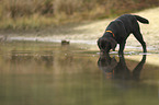 standing Labrador Retriever