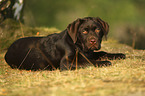 lying Labrador Retriever Puppy