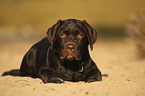 lying Labrador Retriever Puppy