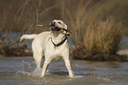 playing Labrador Retriever