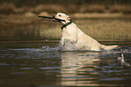 running Labrador Retriever