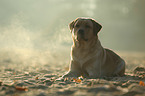 lying Labrador Retriever
