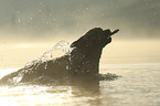 Labrador Retriever in the water
