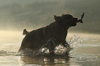running Labrador Retriever