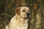 Labrador Retriever  portrait