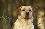 Labrador Retriever  portrait