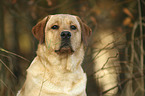 Labrador Retriever  portrait
