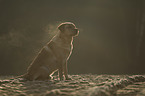 sitting Labrador Retriever