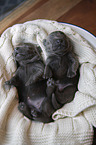 lying Labrador Retriever Puppies